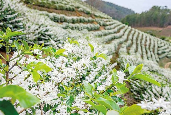 Expectativas positivas para a safra de café 2027/28 com clima favorável e primeiras floradas