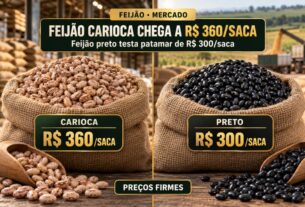Feijão carioca atinge R$ 360 por saca enquanto mercado de feijão preto testa alta