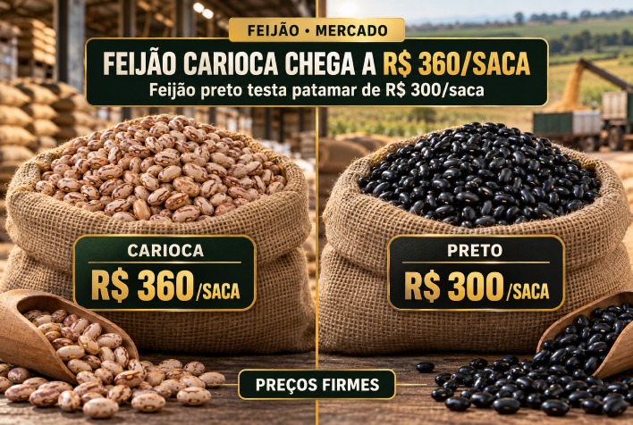 Feijão carioca atinge R$ 360 por saca enquanto mercado de feijão preto testa alta