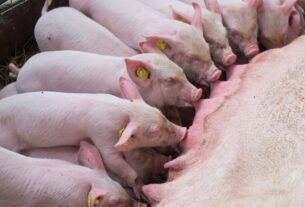 Impacto das perdas gestacionais na produção de leitões e na rentabilidade da suinocultura