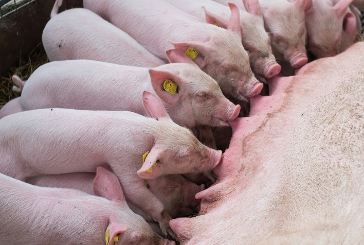 Impacto das perdas gestacionais na produção de leitões e na rentabilidade da suinocultura