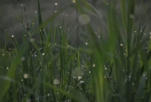 Manejo estratégico do pasto na transição para o período chuvoso garante maior produtividade
