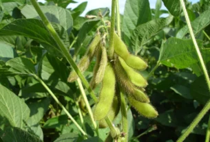 Mercado de soja mantém cautela no Brasil enquanto Chicago aguarda dados do USDA