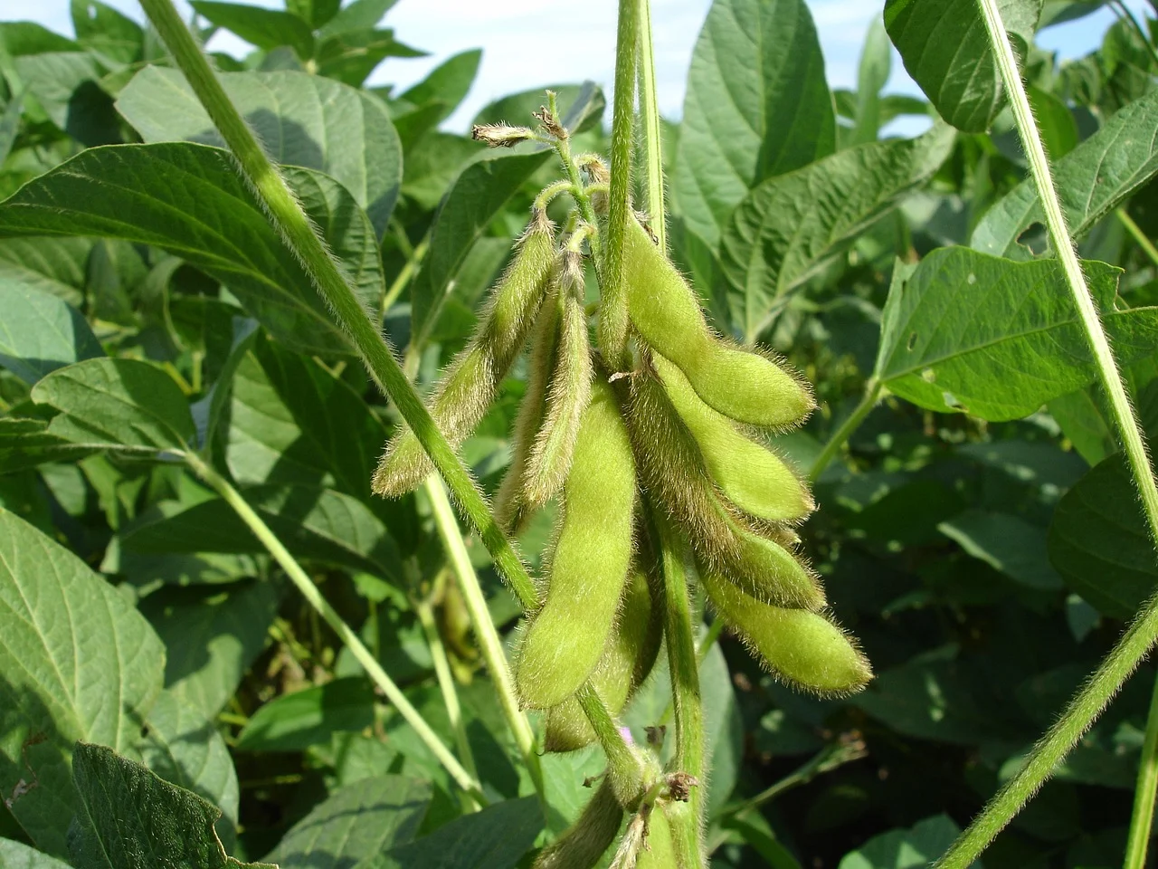 Mercado de soja mantém cautela no Brasil enquanto Chicago aguarda dados do USDA