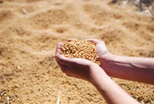 Mercado de soja registra calmaria com produtores retendo vendas e preços mistos