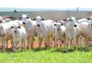 Mercado do boi gordo mantém ritmo moderado de negociações em nove estados