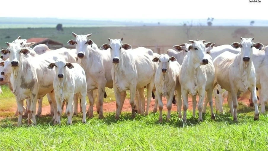 Mercado do boi gordo mantém ritmo moderado de negociações em nove estados