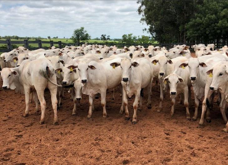 Mercado do boi gordo registra alta contínua nas cotações; confira os preços atualizados