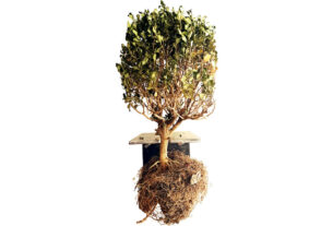 Mostra Jardins do antropoceno na UFRGS debate impactos da crise climática na paisagem