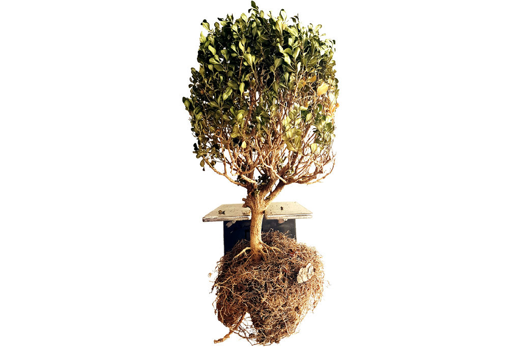 Mostra Jardins do antropoceno na UFRGS debate impactos da crise climática na paisagem