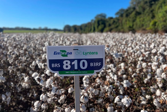 Novas cultivares de algodão da Embrapa prometem produtividade recorde e resistência a doenças