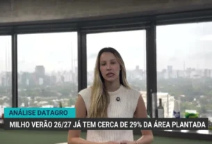 Plantio de milho verão alcança 29% da área projetada no Brasil