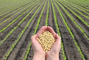 Plantio de soja ganha ritmo no Brasil e alcança 15% de área semeada no Paraná