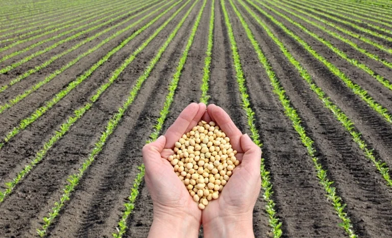 Plantio de soja ganha ritmo no Brasil e alcança 15% de área semeada no Paraná