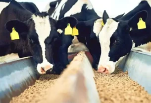 Por que a separação precoce entre vaca e bezerro é essencial na pecuária leiteira