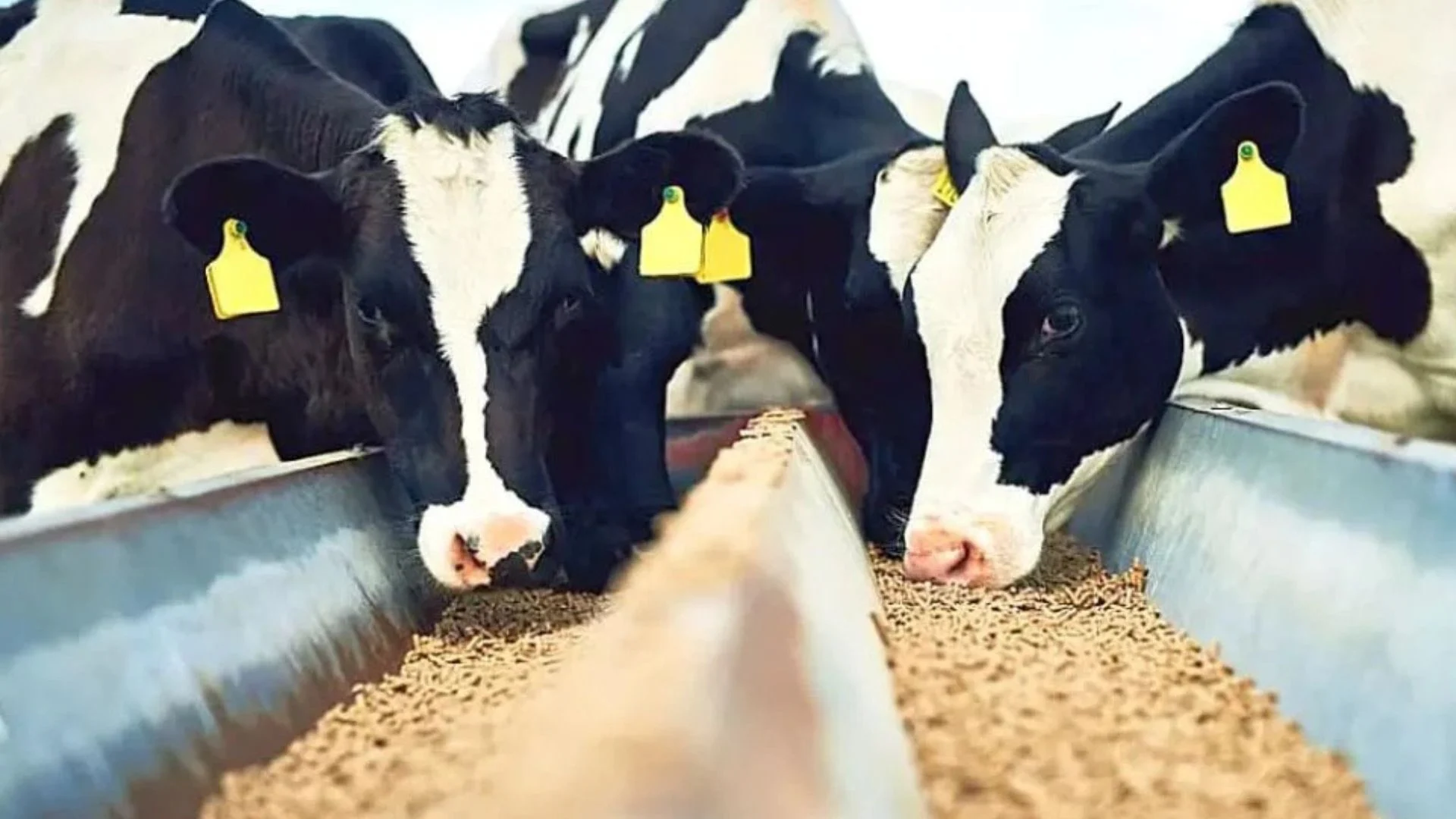 Por que a separação precoce entre vaca e bezerro é essencial na pecuária leiteira