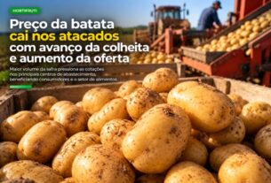 Preço da batata recua nos atacados com avanço da colheita e maior oferta