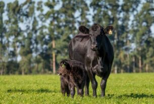 Preço do boi gordo no Rio Grande do Sul ganha novo indicador oficial da Datagro