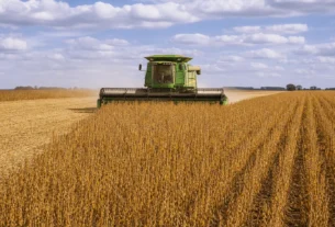 Preços da soja recuam no Brasil sob efeito de relatório do USDA e ajuste em Chicago