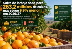 Produção de laranja atinge 263,2 milhões de caixas, mas ainda é 9,9% inferior ao ano anterior