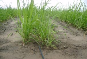 Produtividade da cana-de-açúcar cresce até 50% com uso de irrigação por gotejamento