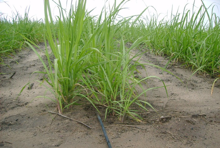 Produtividade da cana-de-açúcar cresce até 50% com uso de irrigação por gotejamento
