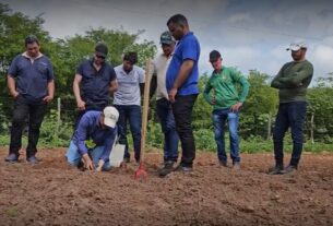 Projeto Caju impulsiona agricultura familiar com distribuição de 10 mil mudas no Ceará