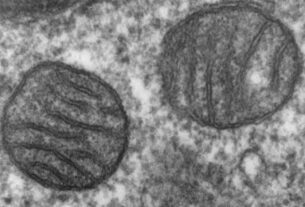 Psicodélico previne dor intratável causada por quimioterapia