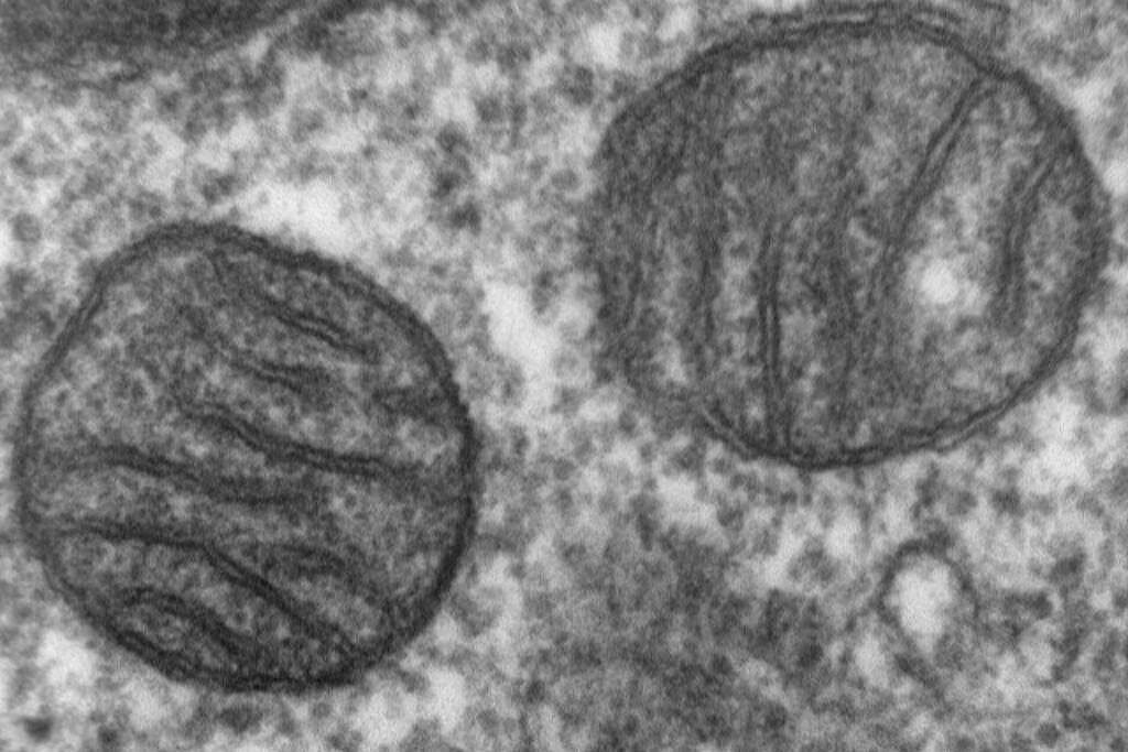 Psicodélico previne dor intratável causada por quimioterapia