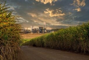 Queda na safra de açúcar do Centro-sul para 38,9 milhões de toneladas amplia déficit global