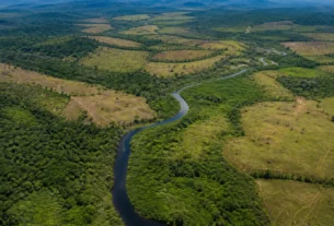 Restauração de terras indígenas na Amazônia pode recuperar 1,79 milhão de hectares