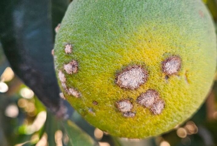 Rio Grande do Norte muda status para cancro cítrico e adota novo sistema de controle da doença