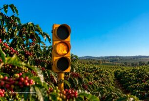 Safra de café 2026/27 enfrenta risco de queda na produção e qualidade devido ao El Niño