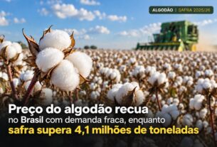 Safra recorde de algodão supera 4,1 milhões de toneladas e pressiona preços no Brasil