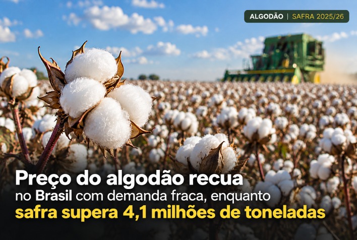Safra recorde de algodão supera 4,1 milhões de toneladas e pressiona preços no Brasil