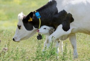 Saúde única, bem-estar animal e bem-estar único: como esses conceitos transformam o agronegócio