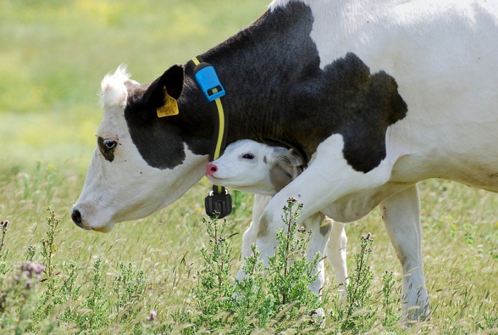 Saúde única, bem-estar animal e bem-estar único: como esses conceitos transformam o agronegócio
