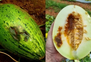 Sementes piratas ameaçam lavouras e trazem prejuízos irreversíveis ao campo