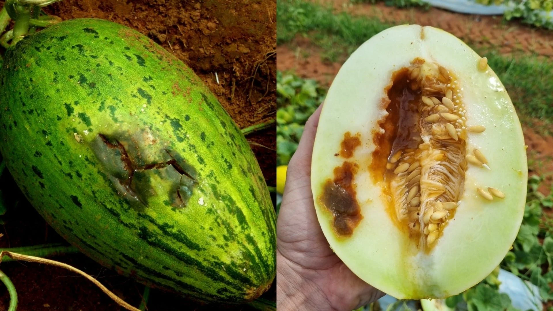 Sementes piratas ameaçam lavouras e trazem prejuízos irreversíveis ao campo