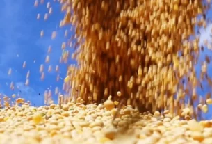 Soja mantém estabilidade enquanto mercado monitora tensões entre Estados Unidos e China