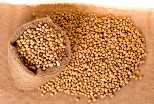 Soja mantém ritmo cauteloso no mercado brasileiro após feriado