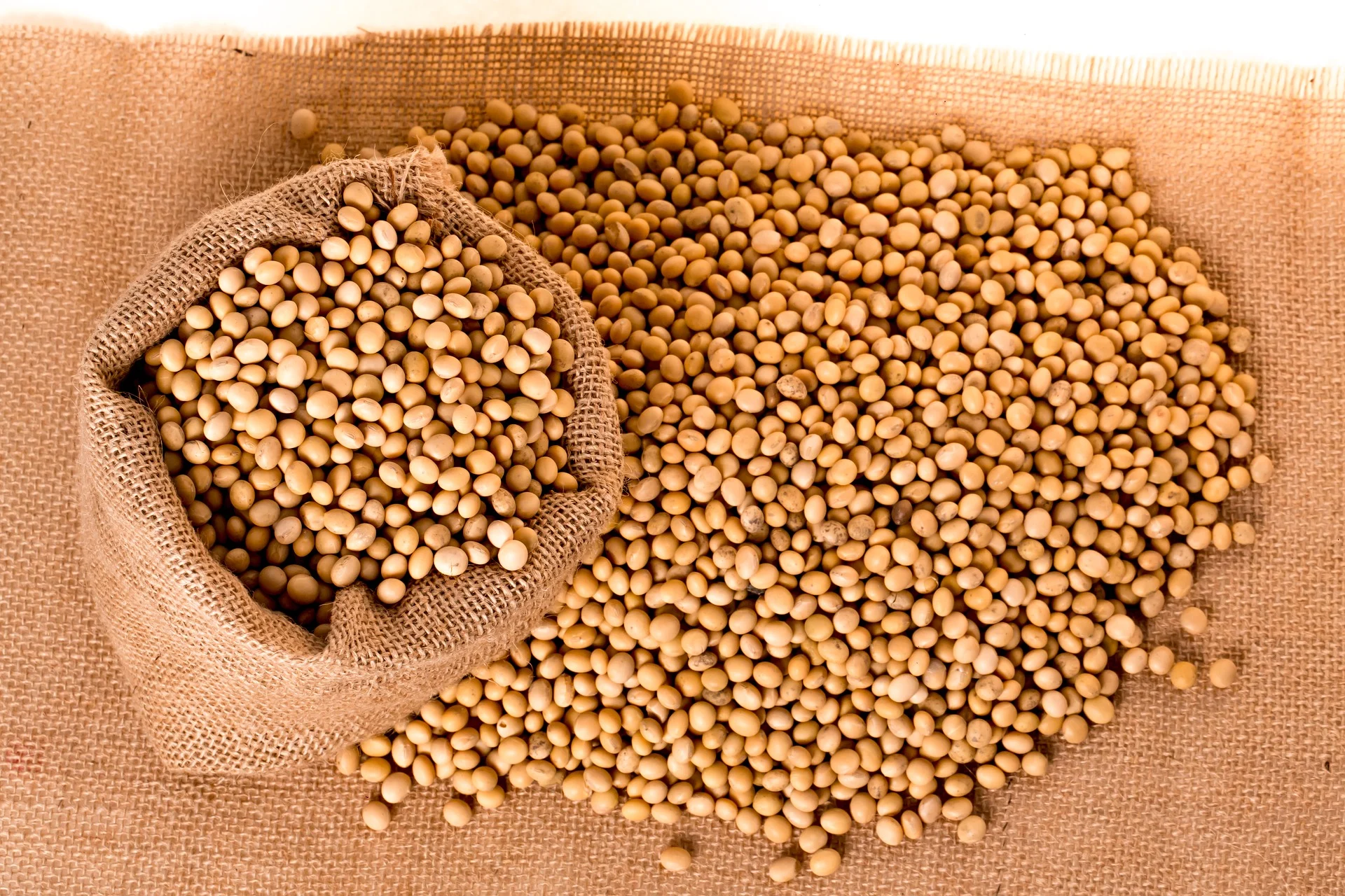 Soja mantém ritmo cauteloso no mercado brasileiro após feriado