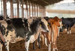 UE suspende carnes do Brasil; entenda impacto e próximos passos