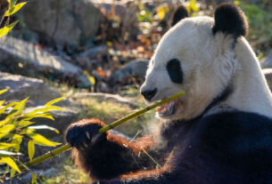 Vale avalia emissão de panda bonds para fortalecer presença no mercado chinês