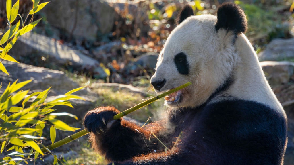 Vale avalia emissão de panda bonds para fortalecer presença no mercado chinês