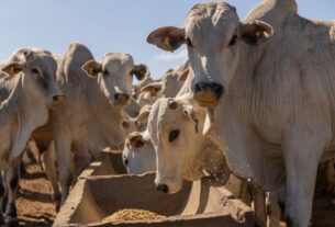 Valorização da arroba e milho favorável impulsionam terminação de bovinos a pasto