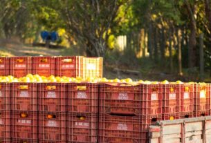 Agricultura familiar em Brumadinho consolida produção e garante sucessão rural