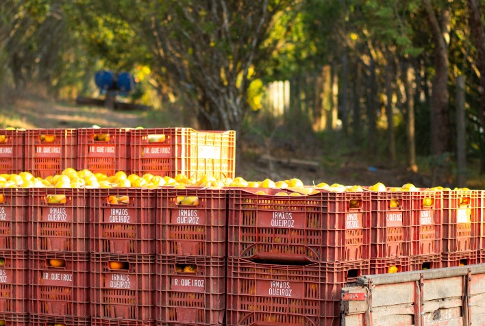 Agricultura familiar em Brumadinho consolida produção e garante sucessão rural