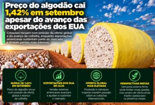 Algodão registra queda de 1,42% em setembro pressionado pela oferta global