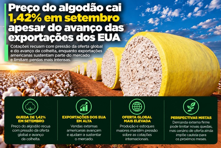 Algodão registra queda de 1,42% em setembro pressionado pela oferta global